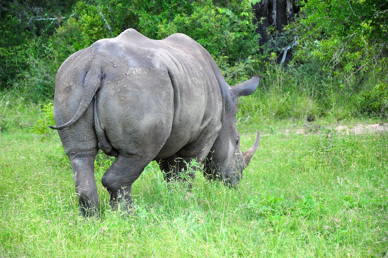 Melanie Heinrich - travel images - Lion Sands Private game reserver Hazyview